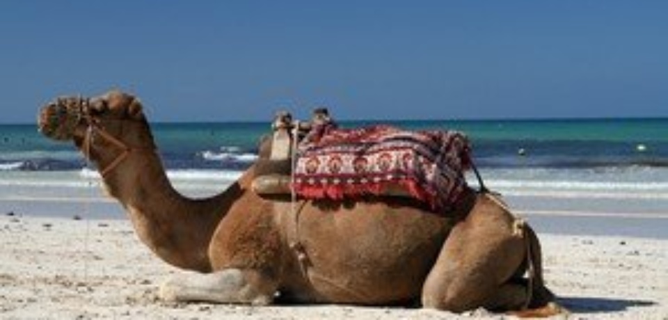 Sonderangebote für Ausflüge und Rundfahrten ausgehend von Hammamet Tunesien