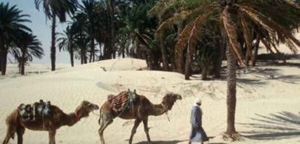 Ausflüge nach dem Golf in Hammamet Tunesien