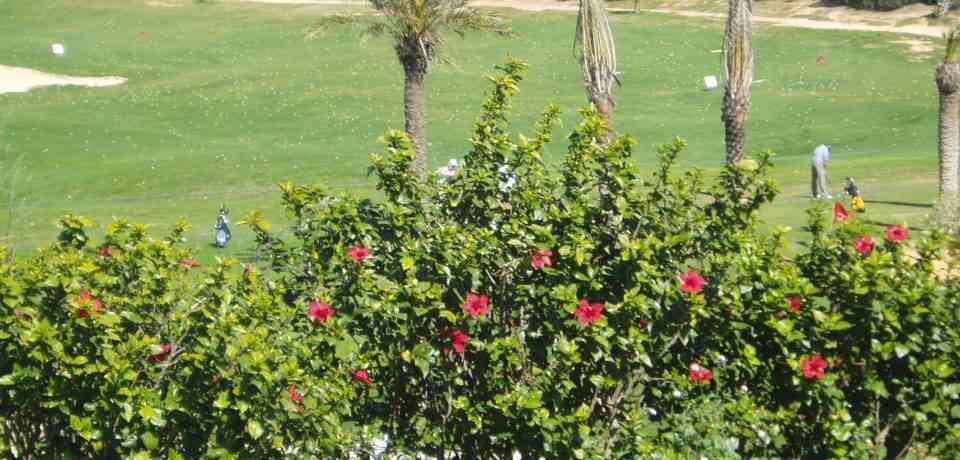 Curso avançado 05 dias 03 horas de golfe Palm Links Monastir Tunísia