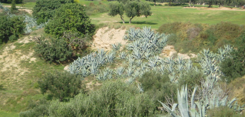 Golf Palm Links à Monastir en Tunisie
