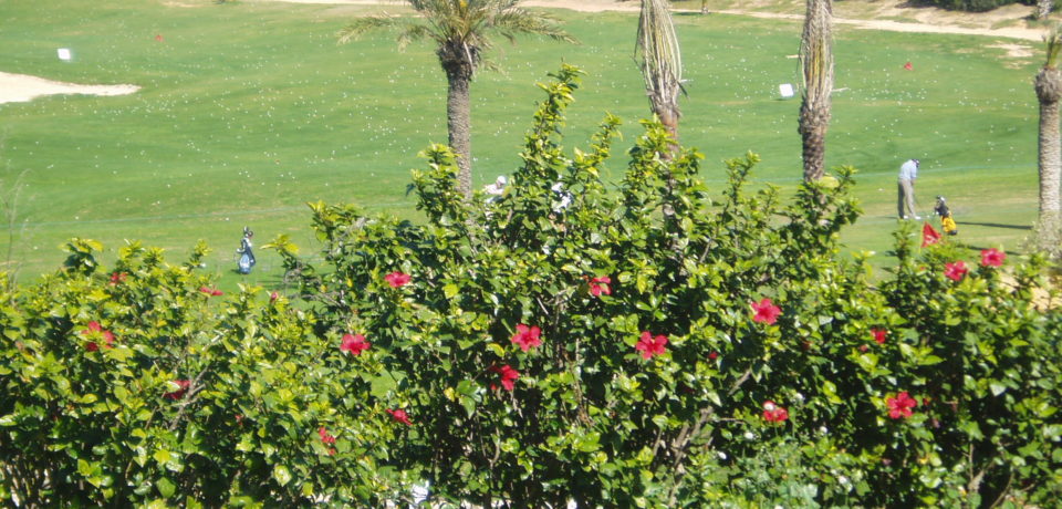 Les Pros Golf Palm Links Monastir Tunisie
